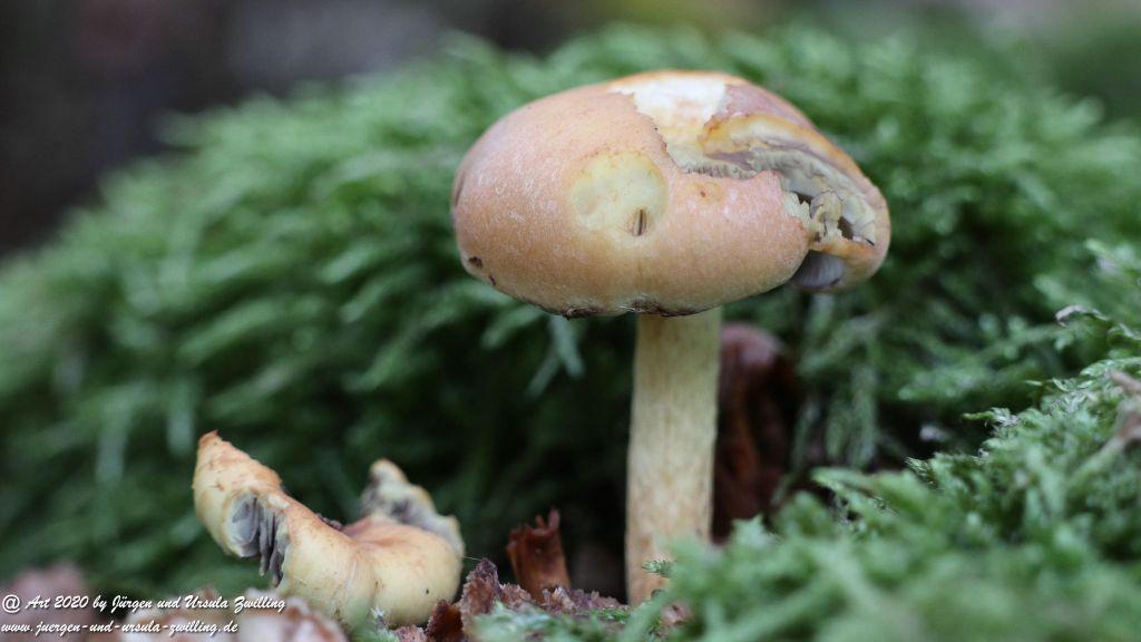 Herbst in Rheinhessen