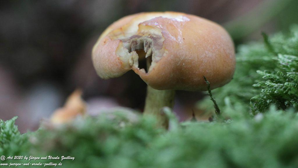 Herbst in Rheinhessen