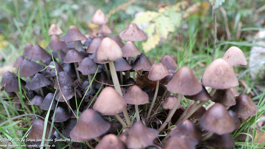 Herbst in Rheinhessen