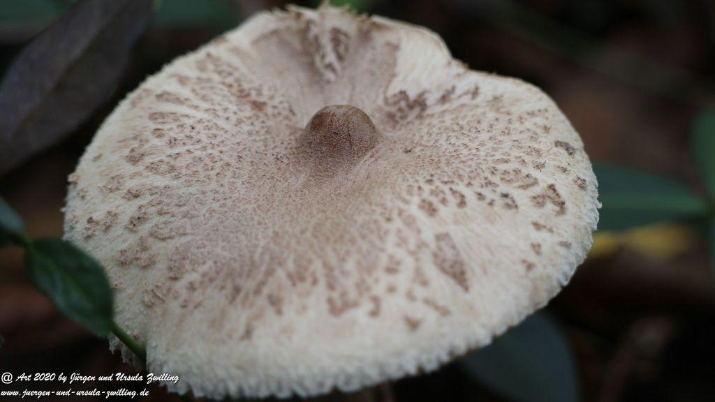 Herbst in Rheinhessen
