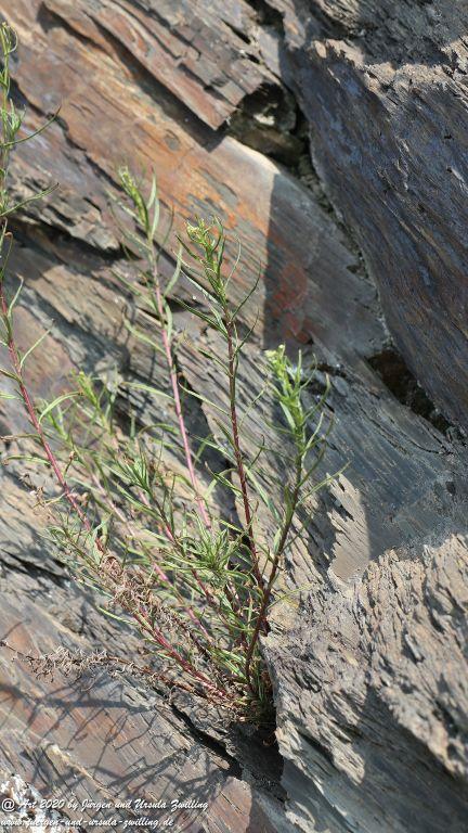 Philosophische Bildwanderung  In Vino Veritas Wisper Trail - Taunus