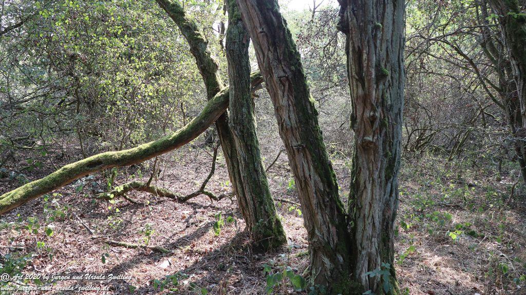 Philosophische Bildwanderung  In Vino Veritas Wisper Trail - Taunus