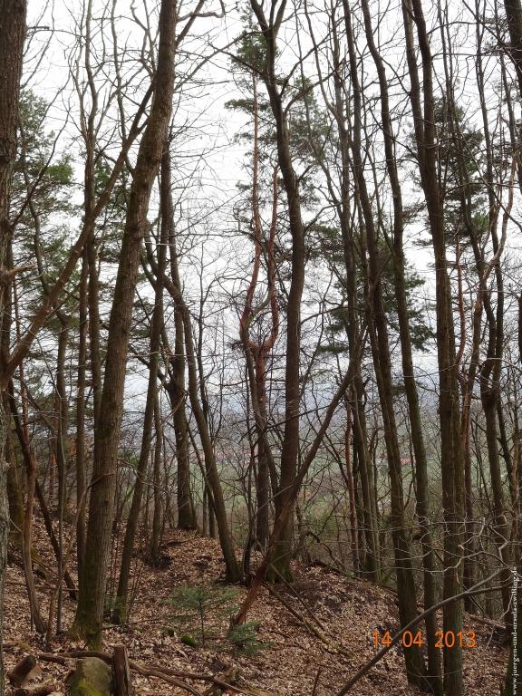 Wandertour Pfälzer Hüttentour