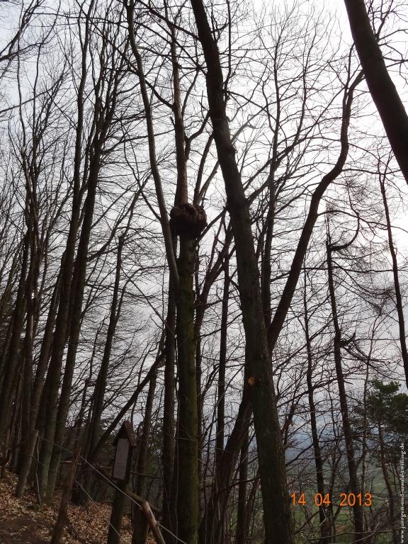 Wandertour Pfälzer Hüttentour