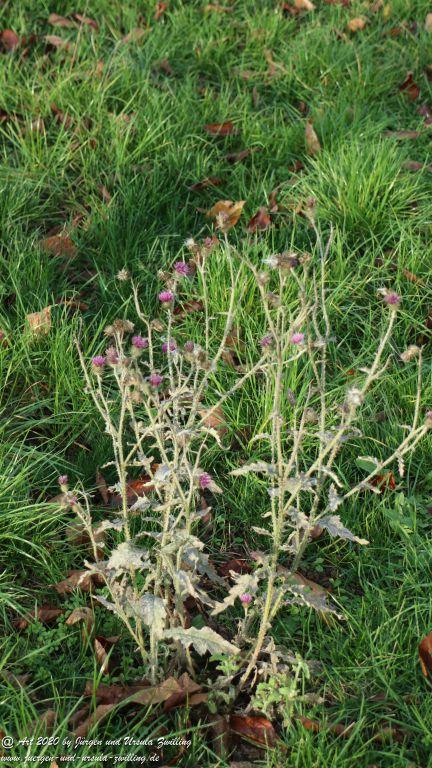 November in Rheinhessen