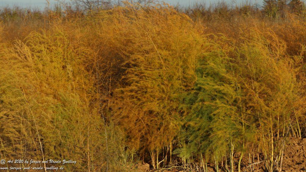 November in Rheinhessen