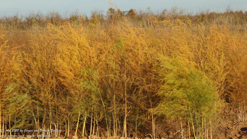November in Rheinhessen
