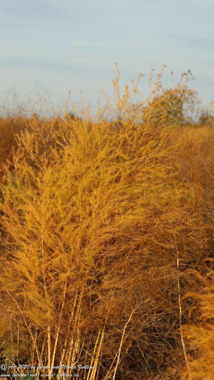 November in Rheinhessen