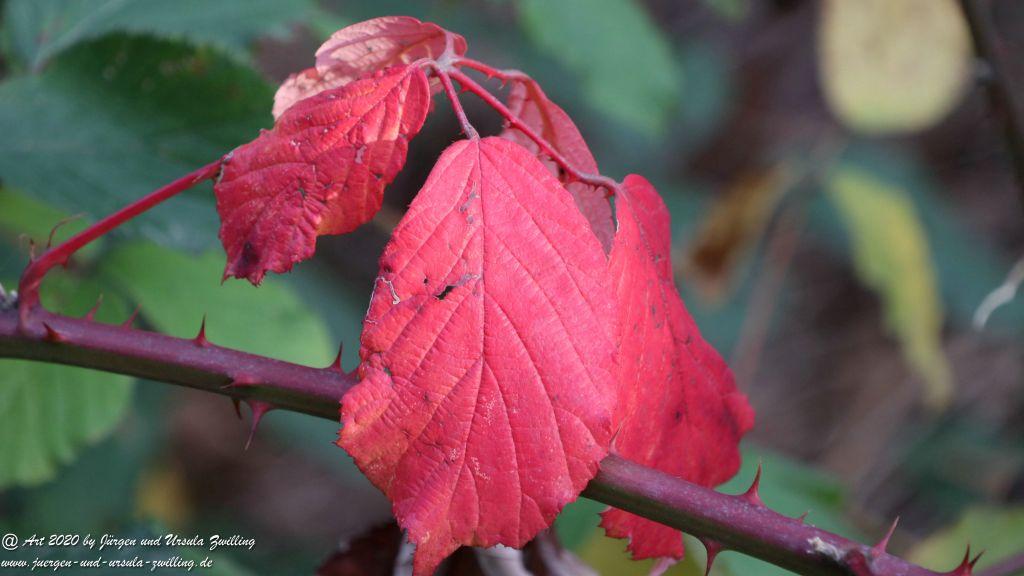 November in Rheinhessen