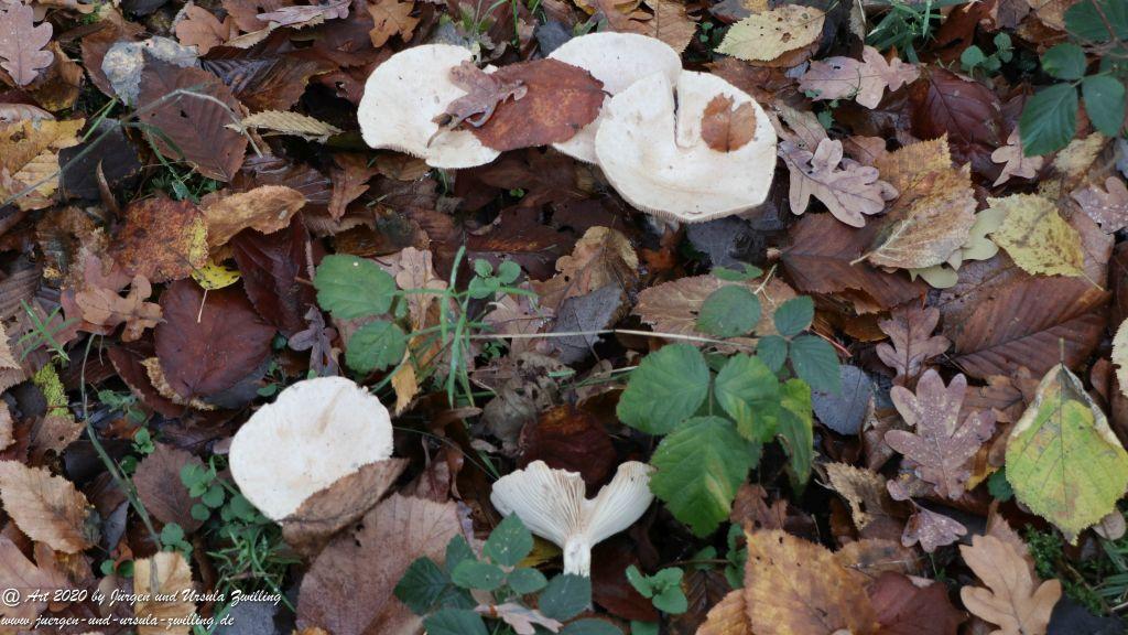 November in Rheinhessen