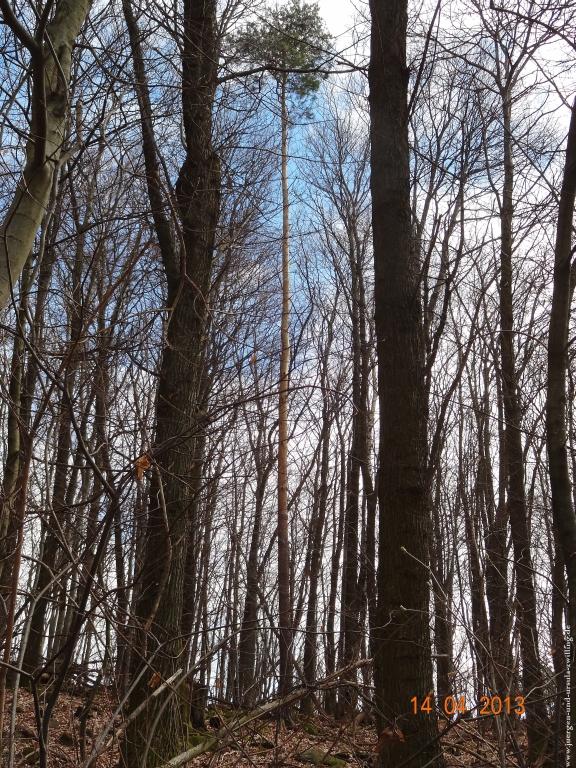 Wandertour Pfälzer Hüttentour