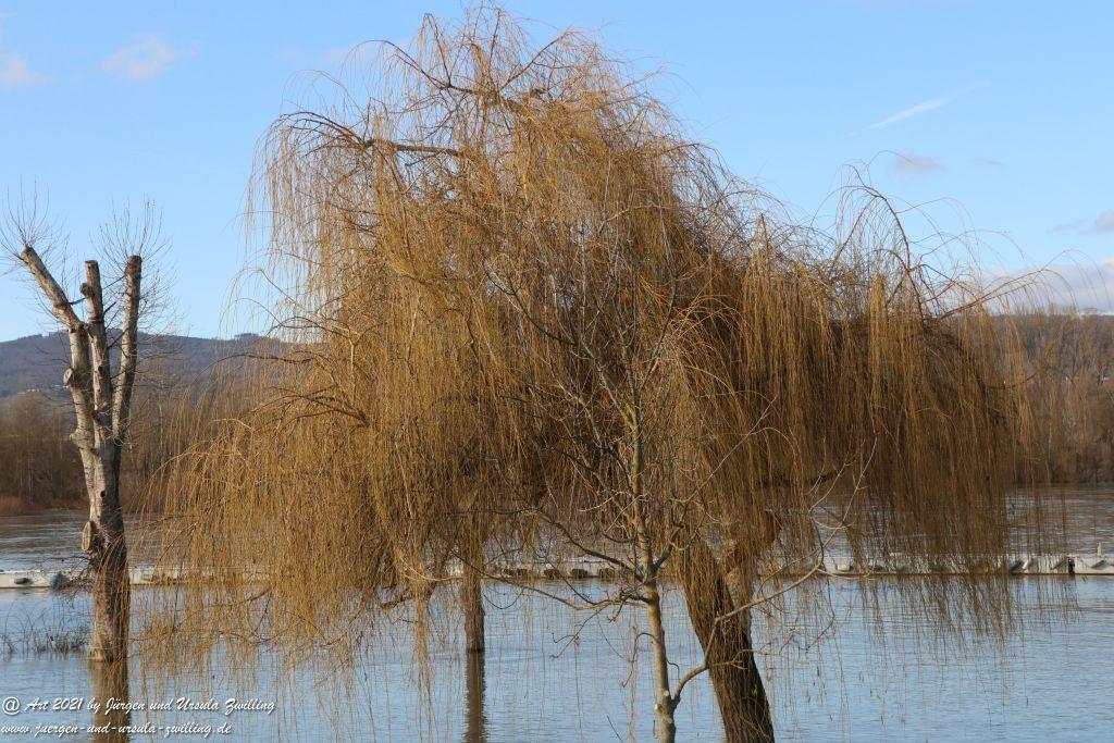 Rheinhochwasser bei Heidenfahrt -Heidesheim - Rheinhessen