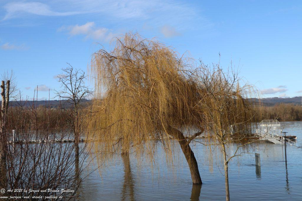 Rheinhochwasser bei Heidenfahrt -Heidesheim - Rheinhessen