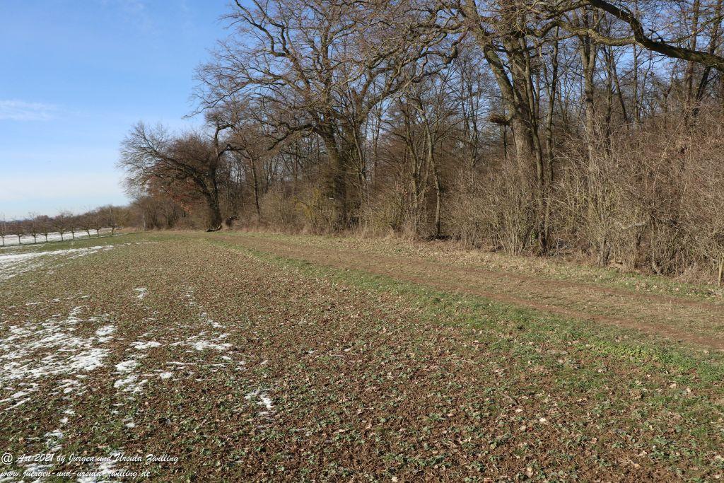 Frostiger Februar in Rheinhessen - Mainz Finthen - Ober Olmer Wald