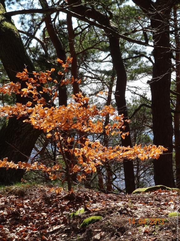 Wandertour Pfälzer Hüttentour