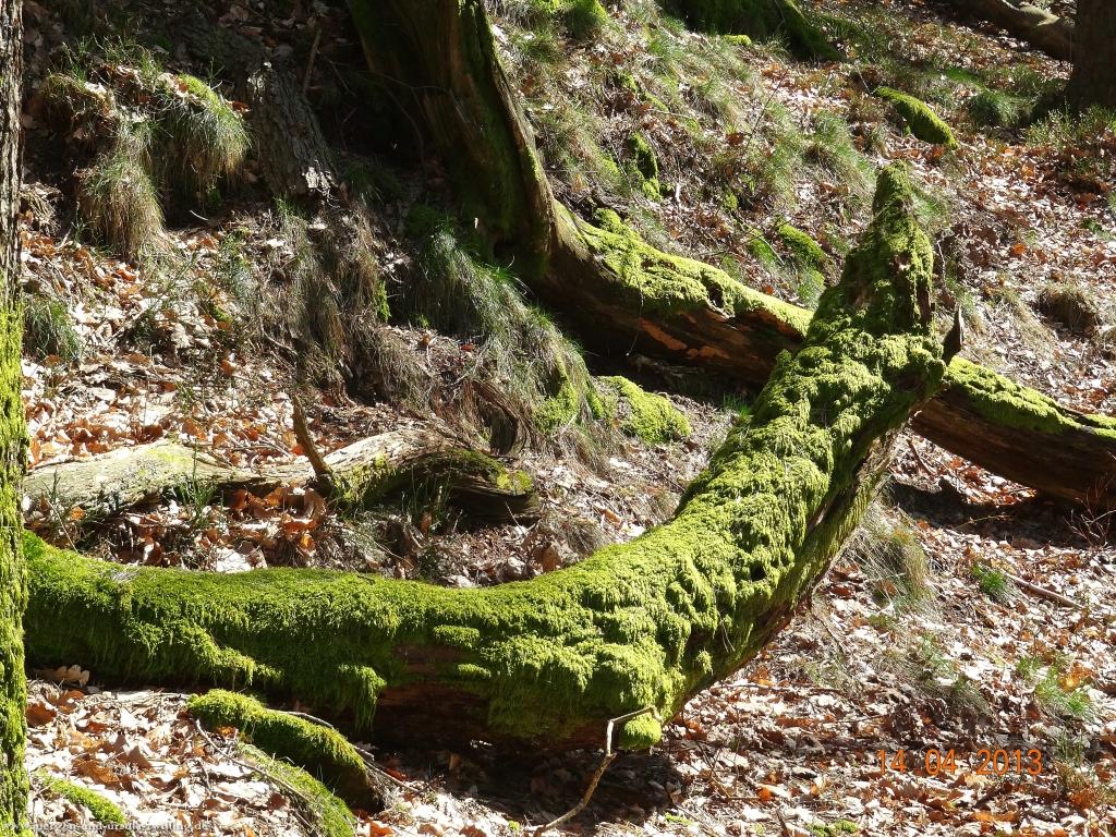 Wandertour Pfälzer Hüttentour
