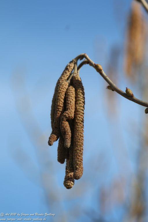 Haselnuss Blüte - Ober Olmer Wald - Rheinhessen