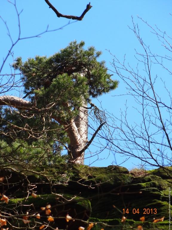 Wandertour Pfälzer Hüttentour