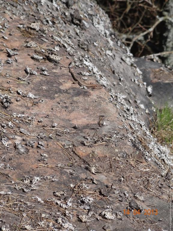 Wandertour Pfälzer Hüttentour