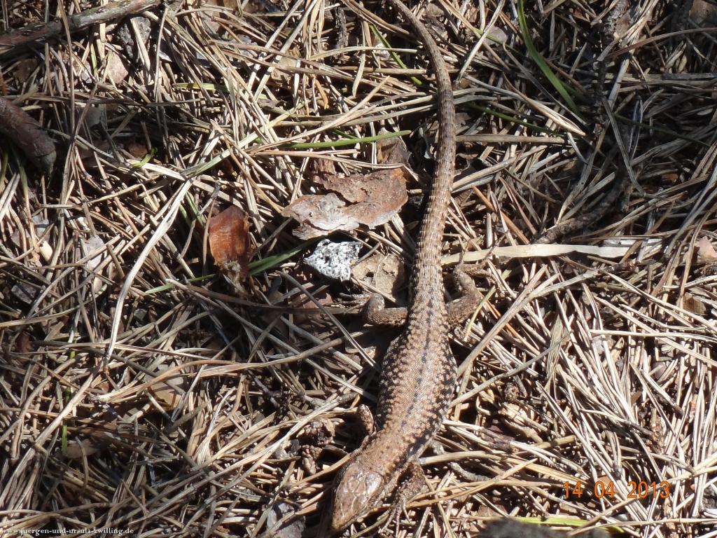 Wandertour Pfälzer Hüttentour