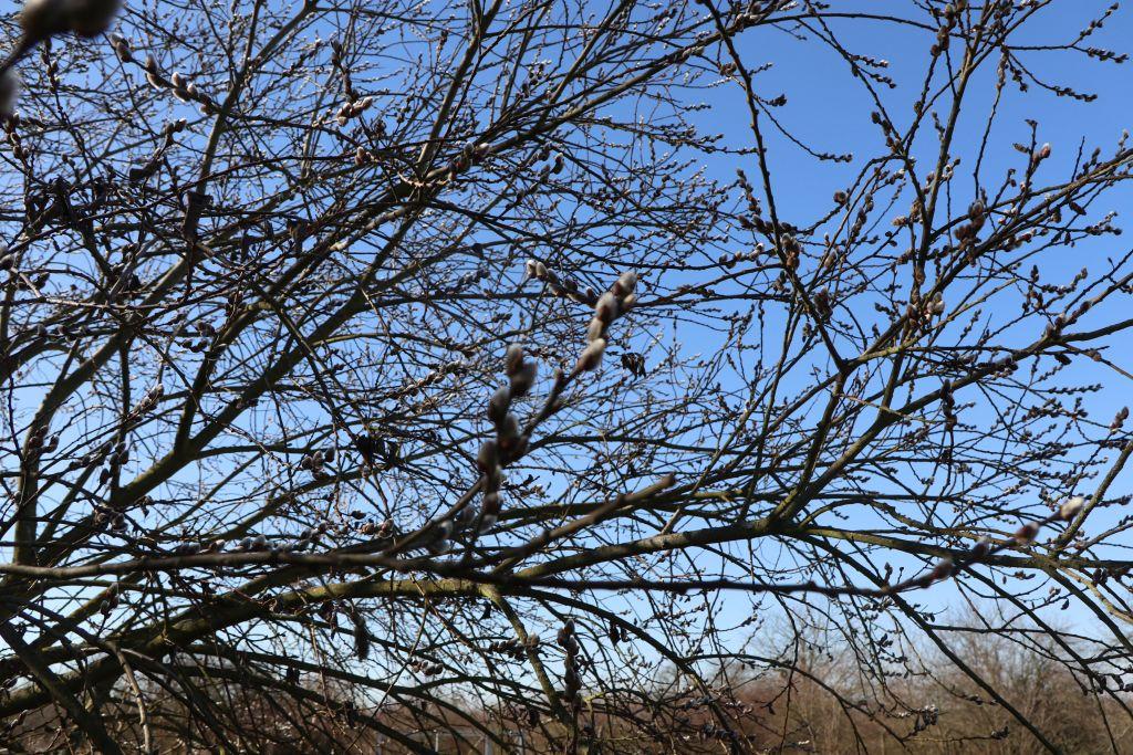 Frühlingsstart in Rheinhessen
