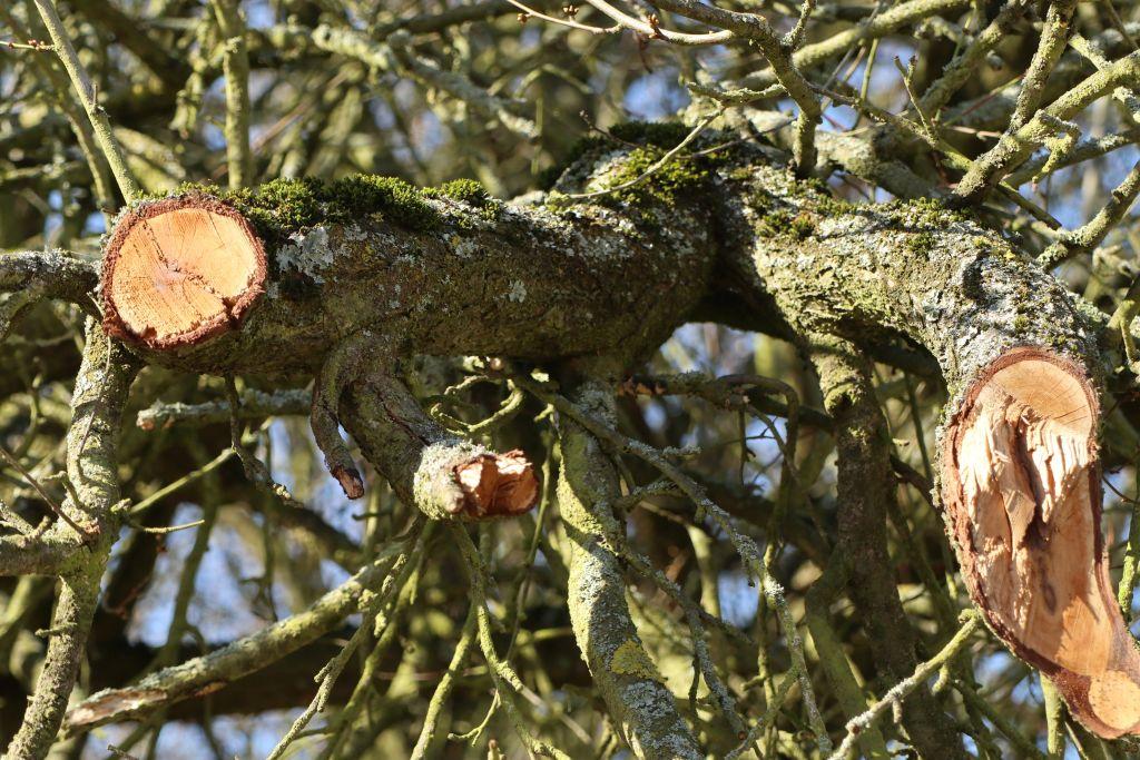 Frühlingsstart in Rheinhessen