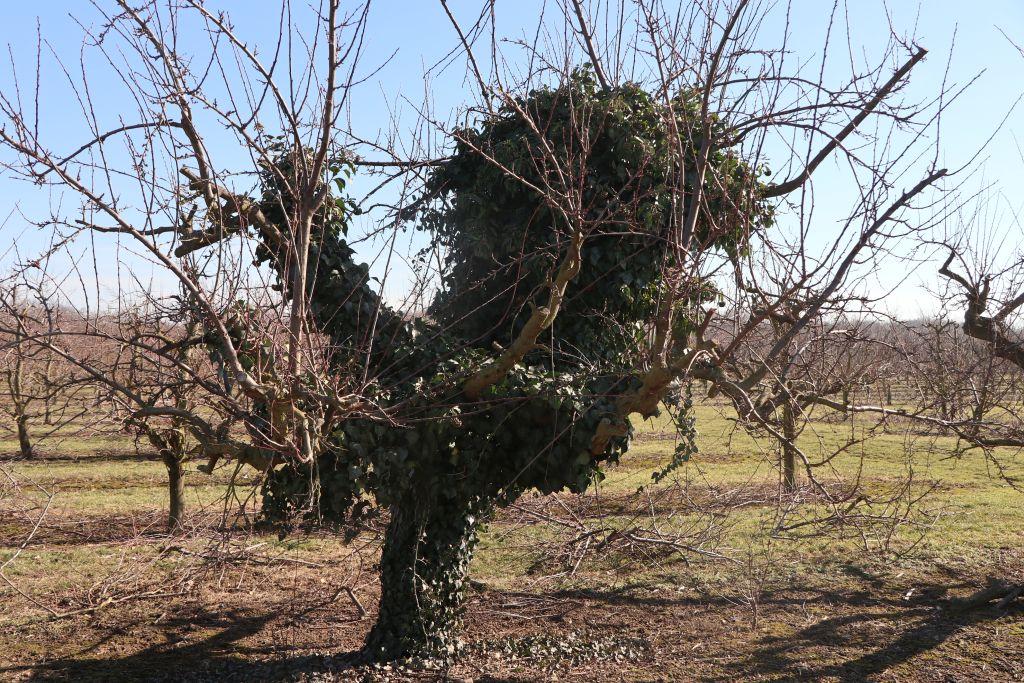 Frühlingsstart in Rheinhessen