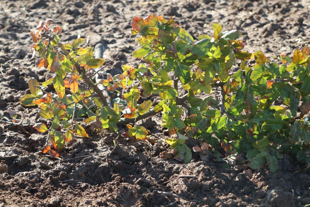 Frühlingsstart in Rheinhessen