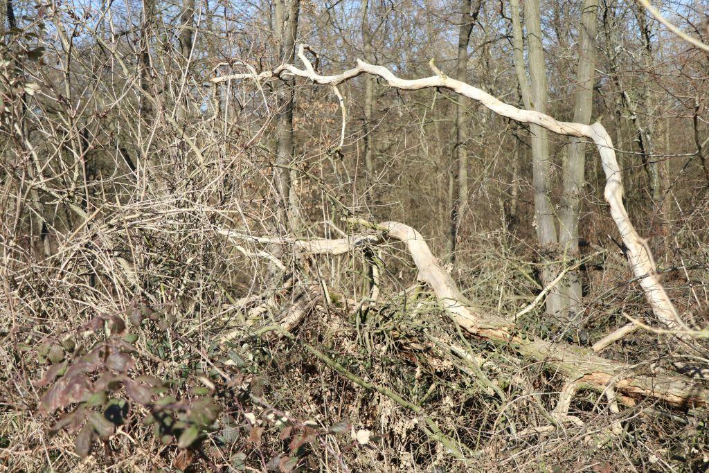 Frühlingsstart in Rheinhessen