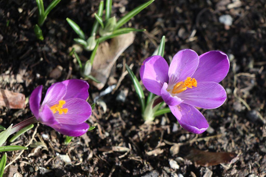 Frühlingsstart in Rheinhessen