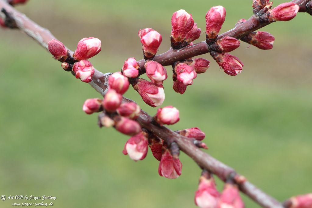 Blütenstart der Aprikosen - Mainz Finthen - Rheinhessen