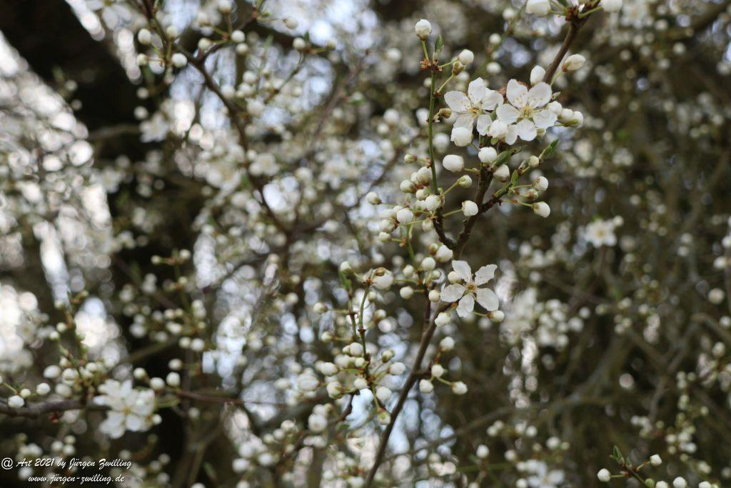 Mirabellenblüte - Mainz Finthen - Rheinhessen