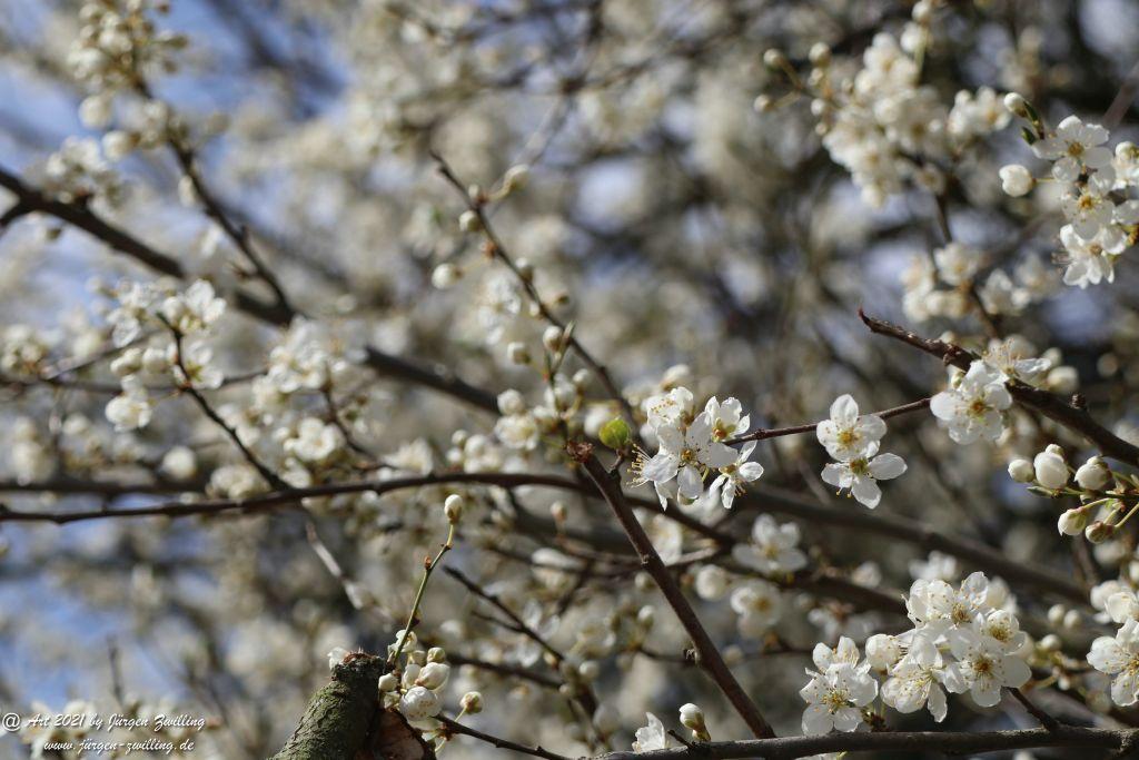 Mirabellenblüte - Mainz Finthen - Rheinhessen