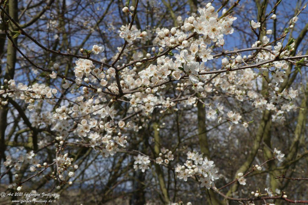 Mirabellenblüte - Mainz Finthen - Rheinhessen