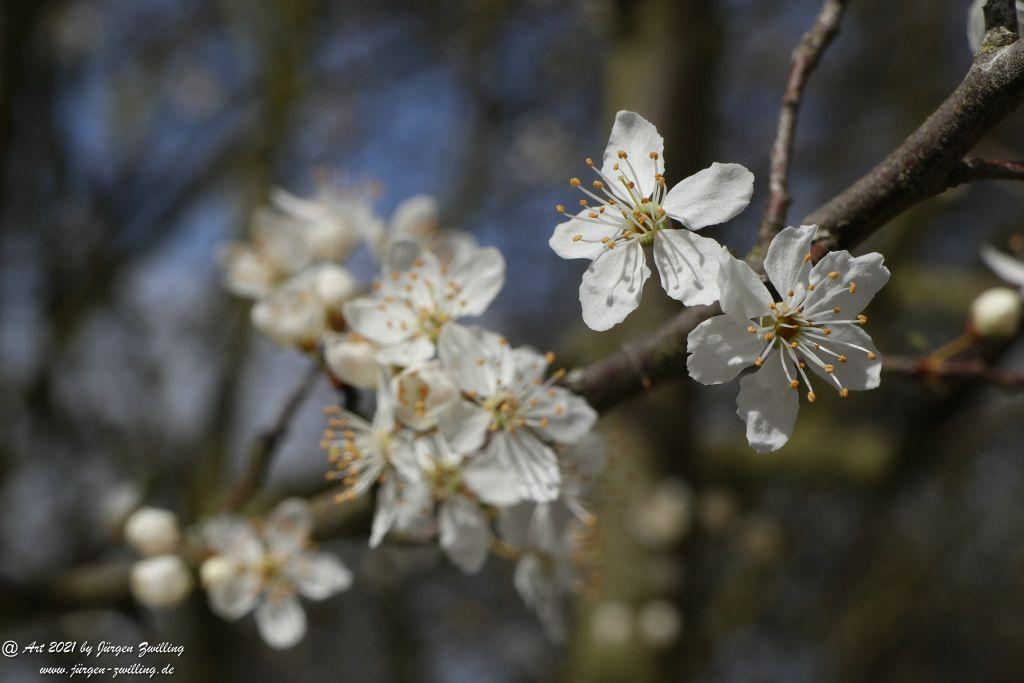 Mirabellenblüte - Mainz Finthen - Rheinhessen