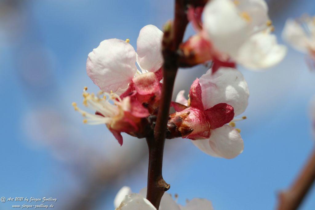 Aprikosenblüte - Mainz Finthen - Rheinhessen