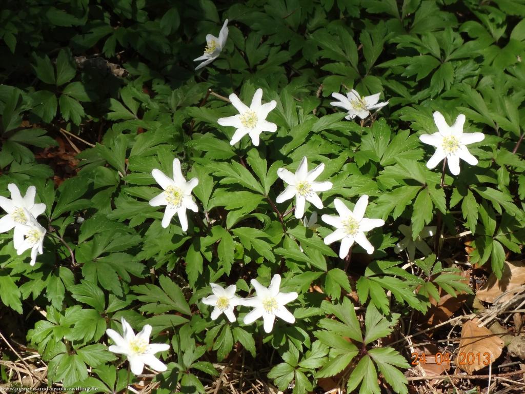 Philosophische Bildwanderung Traufgang-Schlossfelsenpfad