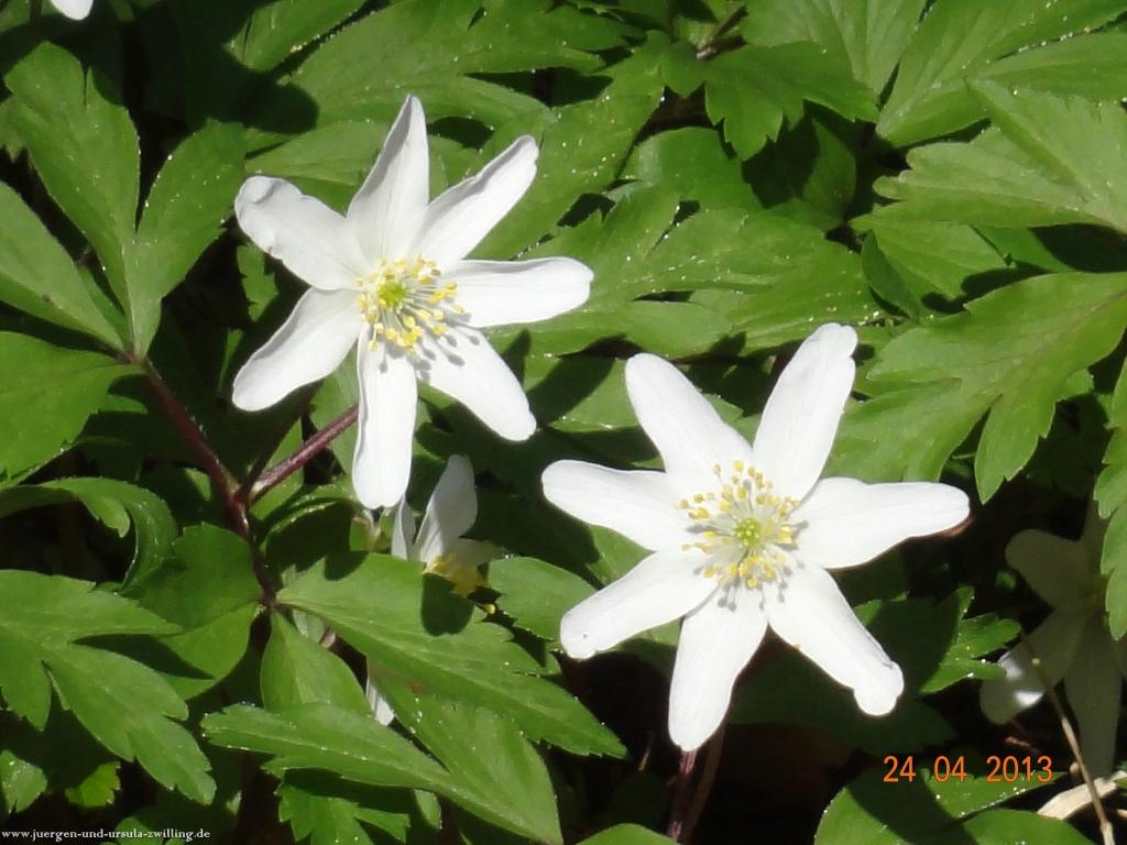 Philosophische Bildwanderung Traufgang-Schlossfelsenpfad