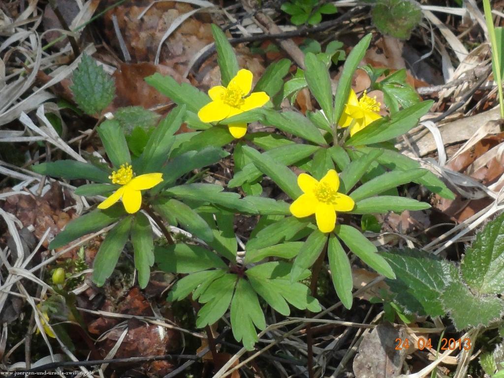 Philosophische Bildwanderung Traufgang-Schlossfelsenpfad