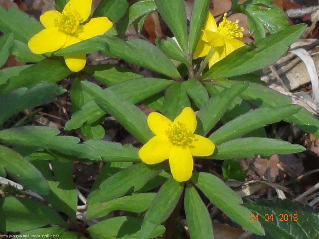Philosophische Bildwanderung Traufgang-Schlossfelsenpfad