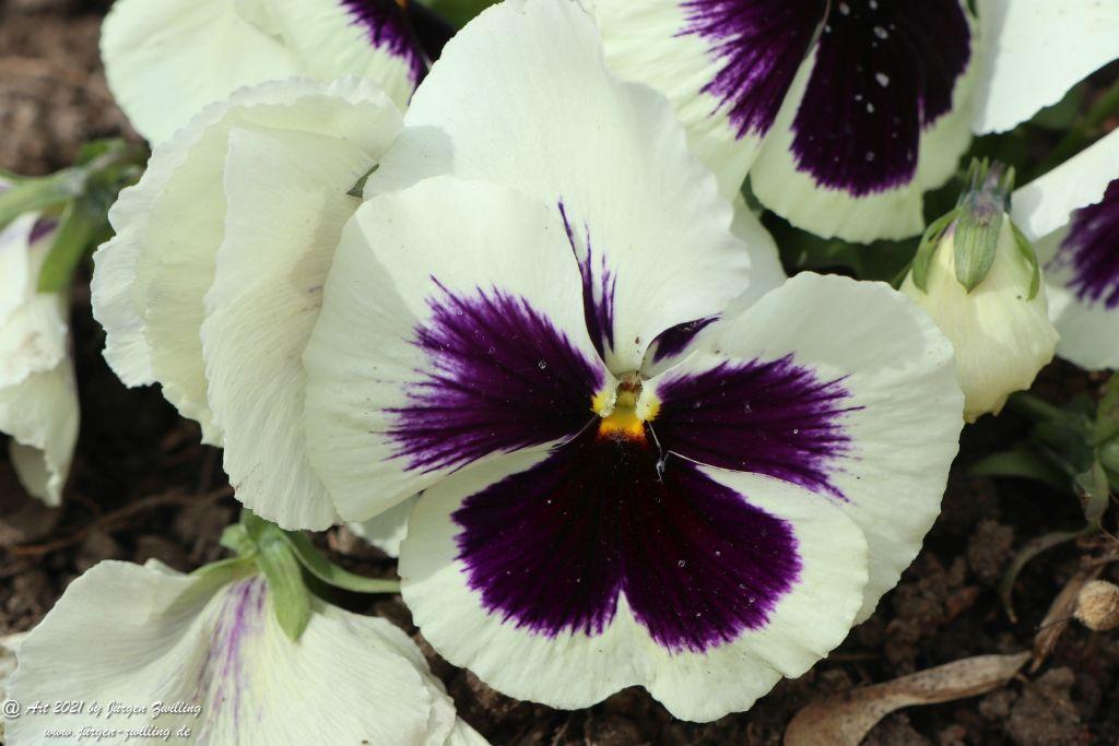 Stiefmütterchen - Rosengarten - Mainz - Rheinhessen