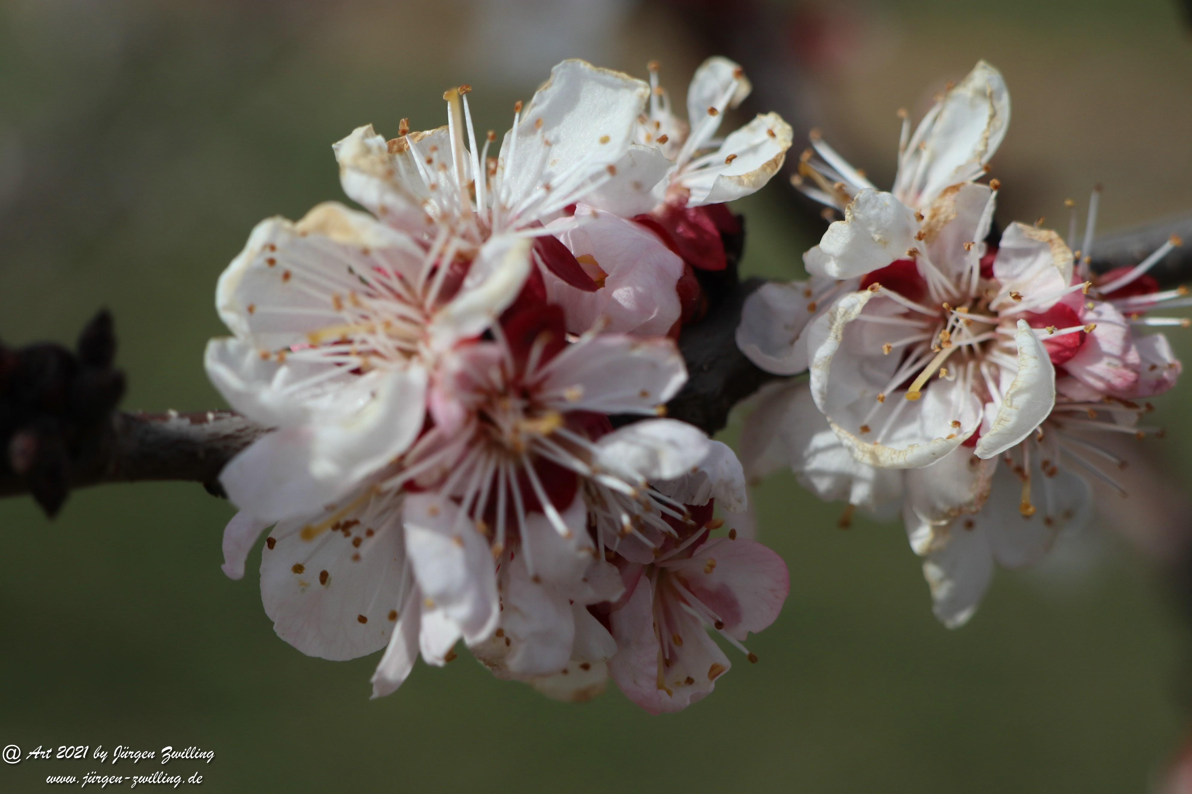 Aprikosenblüte 7