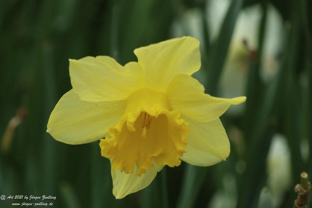 Narzissen - Rosengarten - Mainz - Rheinhessen