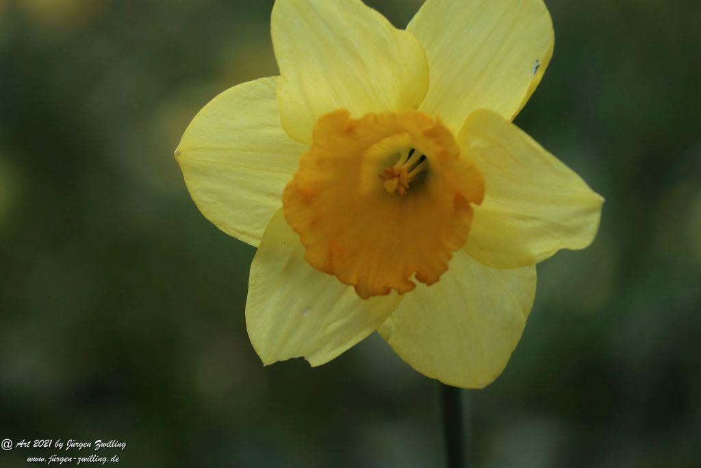 Narzissen - Rosengarten - Mainz - Rheinhessen