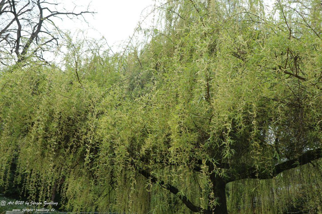 Trauerweide (Salix babylonica) - Rosengarten - Mainz  - Rheinhessen