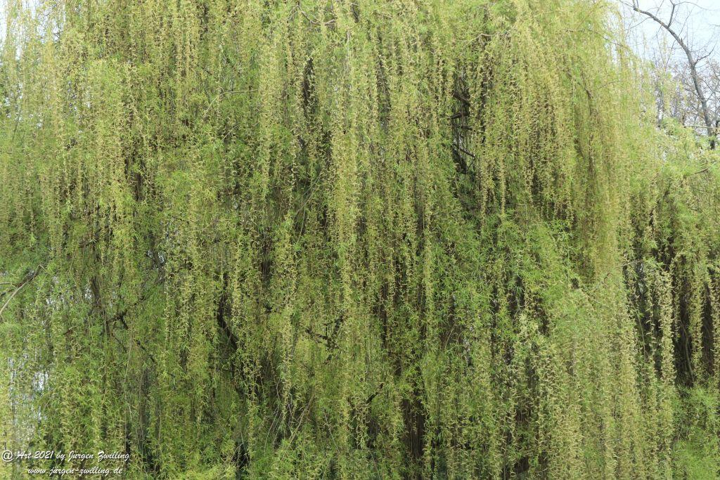 Trauerweide (Salix babylonica) - Rosengarten - Mainz  - Rheinhessen