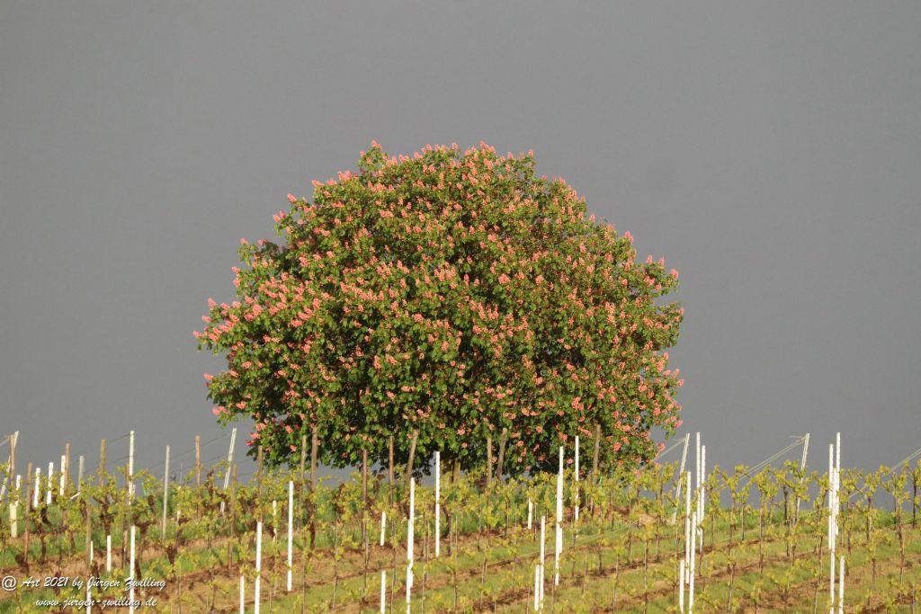 Kastanienbaum im Wingert - Hackenheim - Rheinhesssen