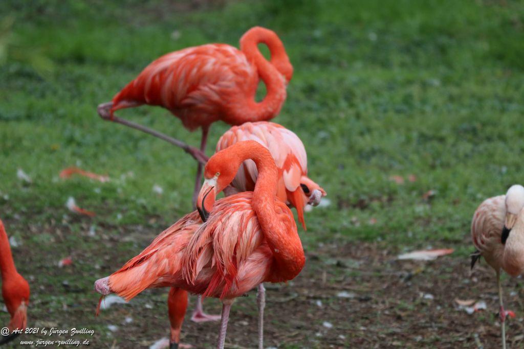 Flamingos (Phoenicopteridae) - Rosengarten - Mainz - Rheinhessen