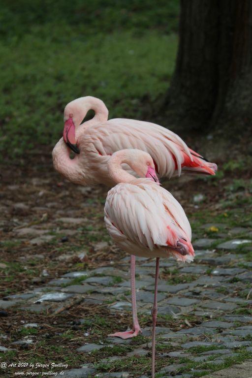 Flamingos (Phoenicopteridae) - Rosengarten - Mainz - Rheinhessen