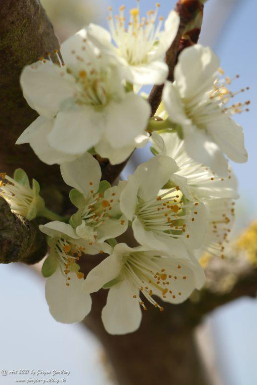 Pflaumenblüte - Mainz Finthen - Rheinhessen